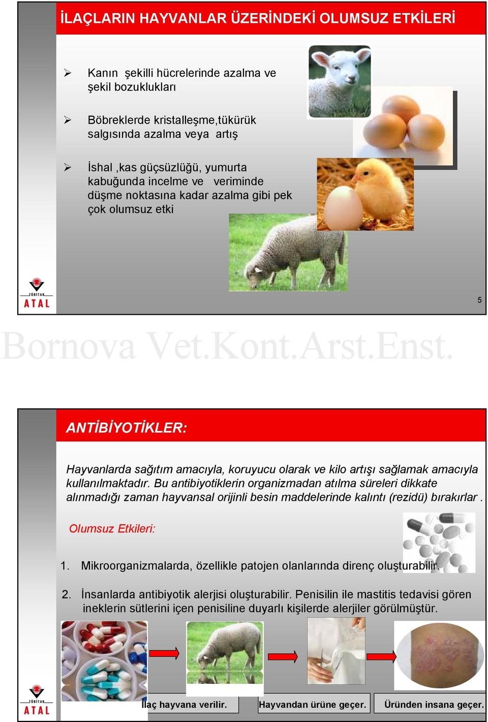 Bu antibiyotiklerin organizmadan atılma süreleri dikkate alınmadığı zaman hayvansal orijinli besin maddelerinde kalıntı (rezidü) bırakırlar. Olumsuz Etkileri: 1.