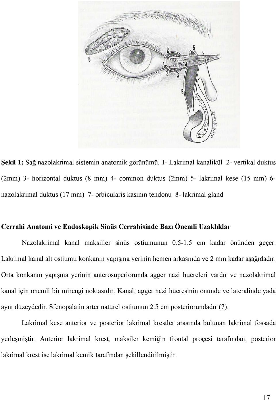 gland Cerrahi Anatomi ve Endoskopik Sinüs Cerrahisinde Bazı Önemli Uzaklıklar Nazolakrimal kanal maksiller sinüs ostiumunun 0.5-1.5 cm kadar önünden geçer.