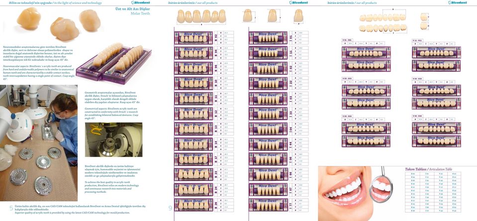 9 İ Neuromusküler araştırmalarına göre üretilen BivoDent akrilik dişler, sert ve deforme olmaz polimerlerden oluşur ve insanların doğal anatomik dişlerine benzer, üst ve alt çeneler stabil bir