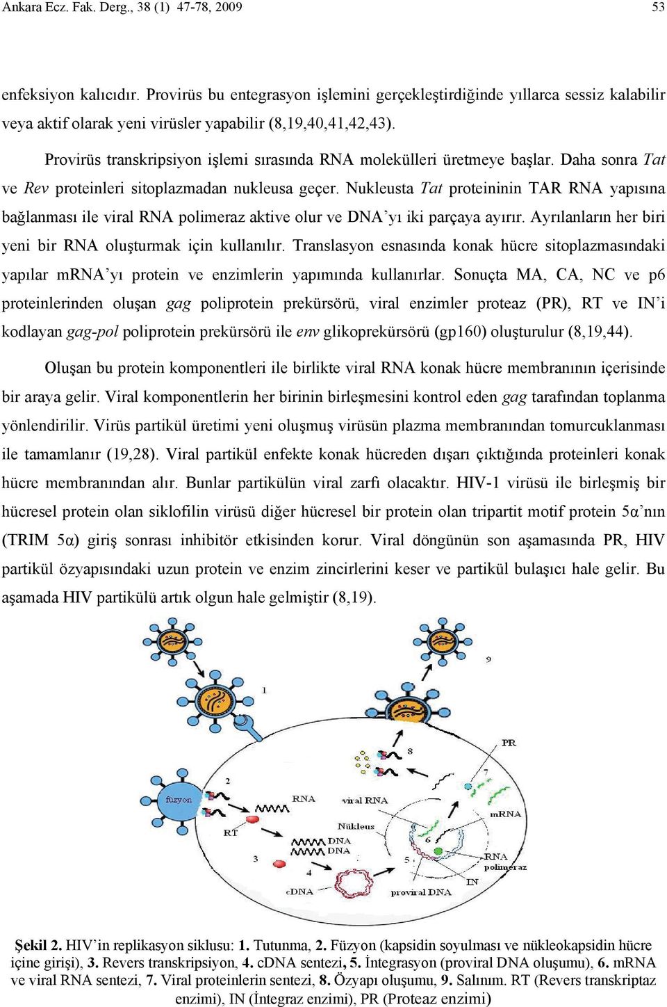 Provirüs transkripsiyon işlemi sırasında RA molekülleri üretmeye başlar. Daha sonra Tat ve Rev proteinleri sitoplazmadan nukleusa geçer.