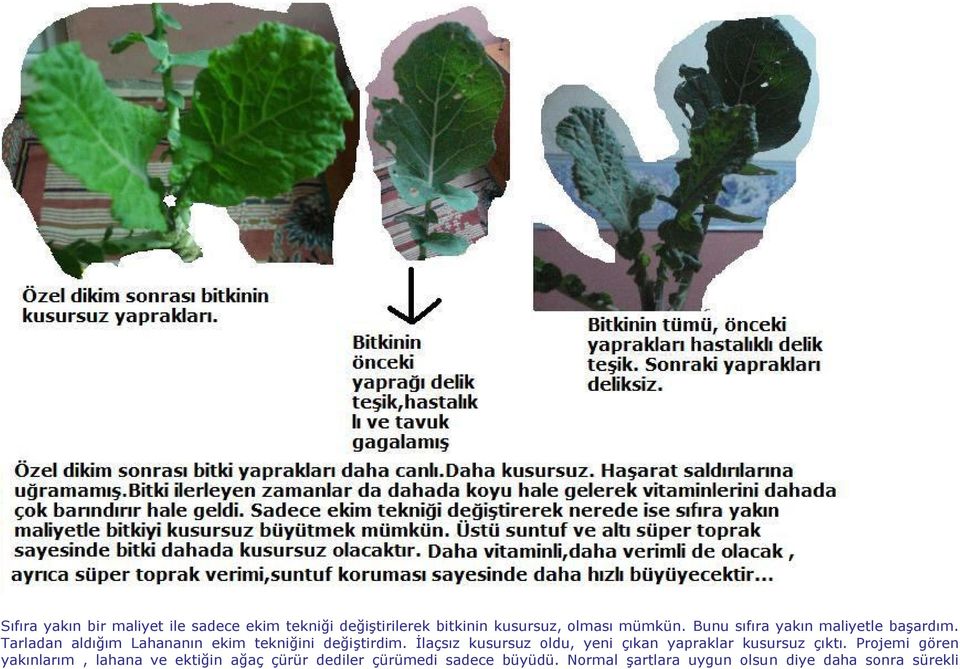 İlaçsız kusursuz oldu, yeni çıkan yapraklar kusursuz çıktı.