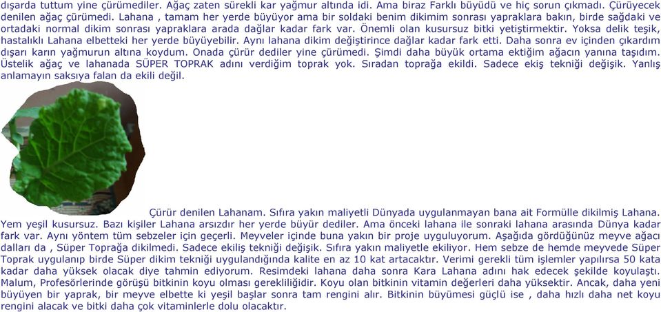 Önemli olan kusursuz bitki yetiştirmektir. Yoksa delik teşik, hastalıklı Lahana elbetteki her yerde büyüyebilir. Aynı lahana dikim değiştirince dağlar kadar fark etti.