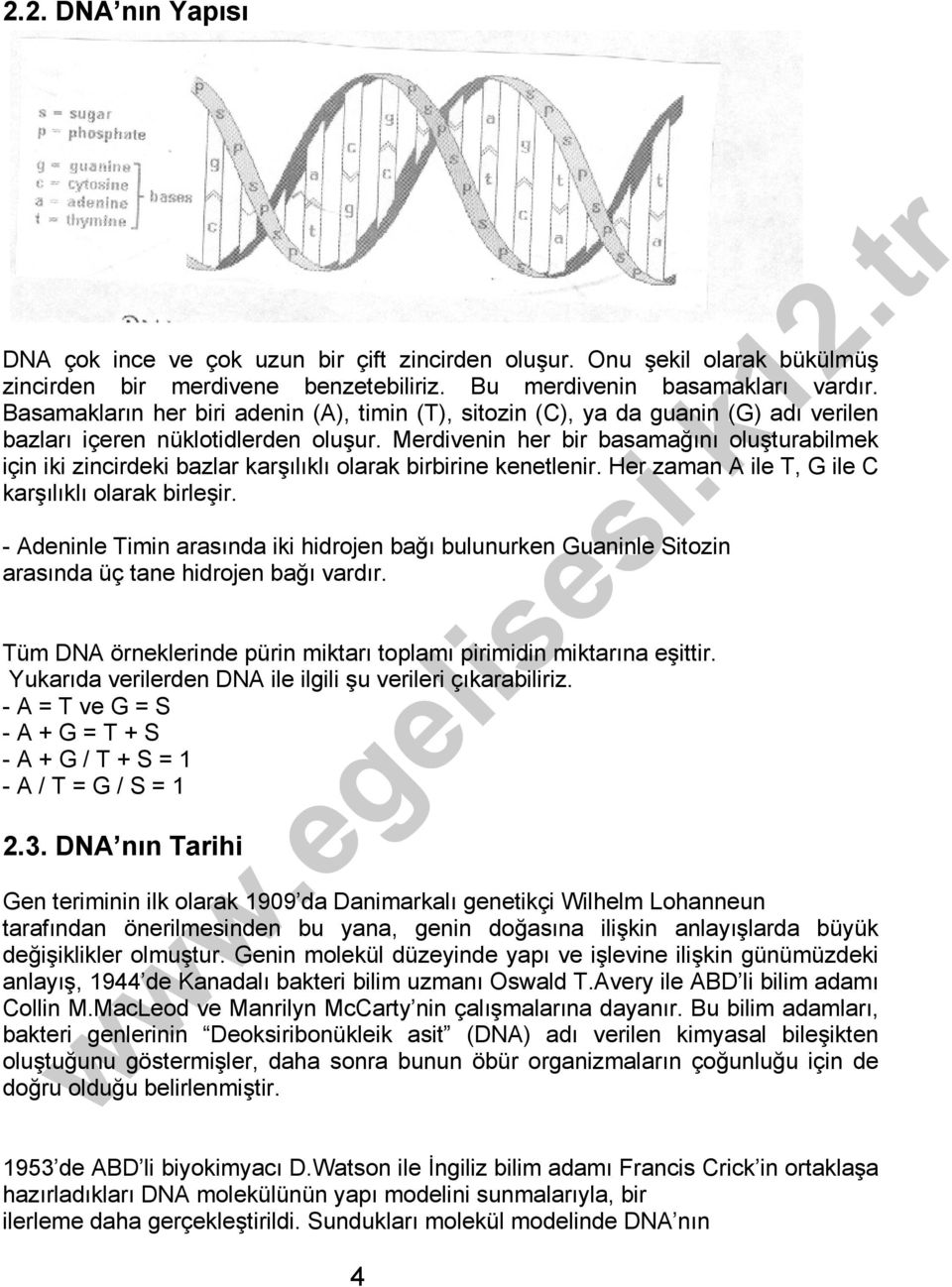 Merdivenin her bir basamağını oluşturabilmek için iki zincirdeki bazlar karşılıklı olarak birbirine kenetlenir. Her zaman A ile T, G ile C karşılıklı olarak birleşir.