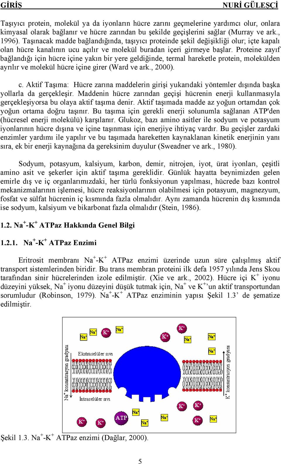 Proteine zayıf bağlandığı için hücre içine yakın bir yere geldiğinde, termal hareketle protein, molekülden ayrılır ve molekül hücre içine girer (Ward ve ark., 2000). c.