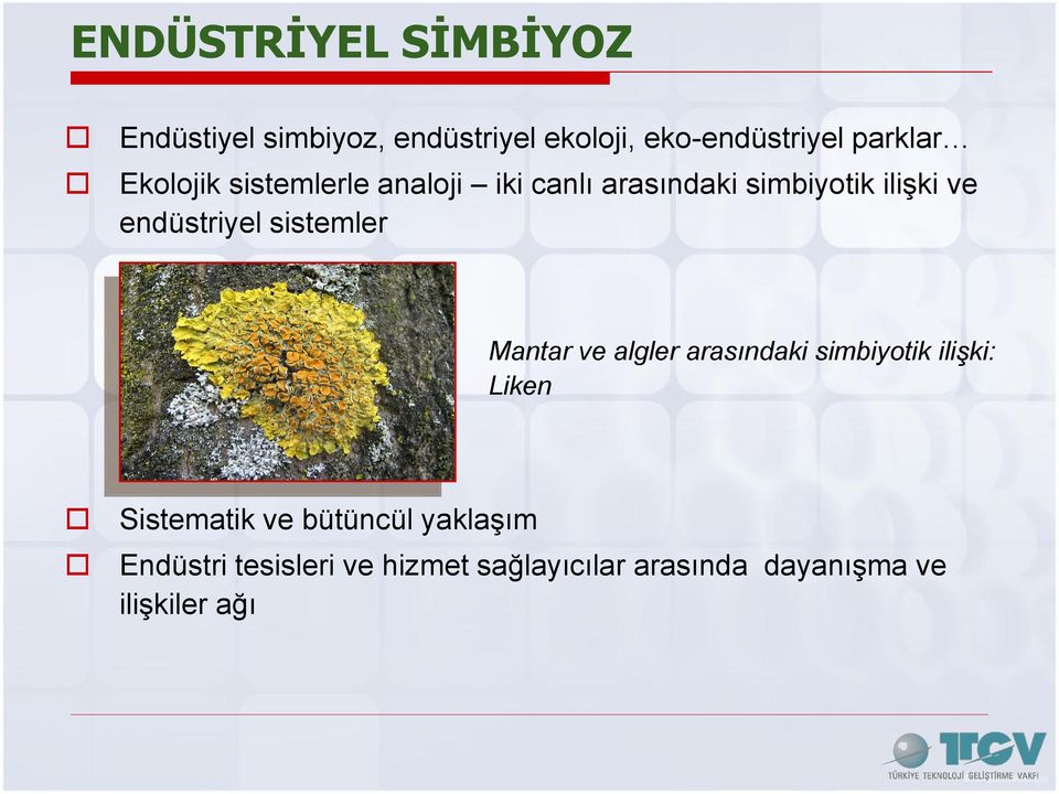 endüstriyel sistemler Mantar ve algler arasındaki simbiyotik ilişki: Liken Sistematik