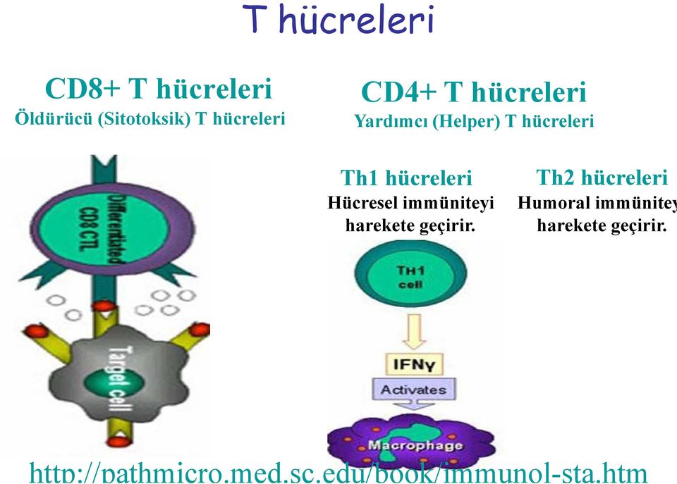 Hücresel immüniteyi harekete geçirir.