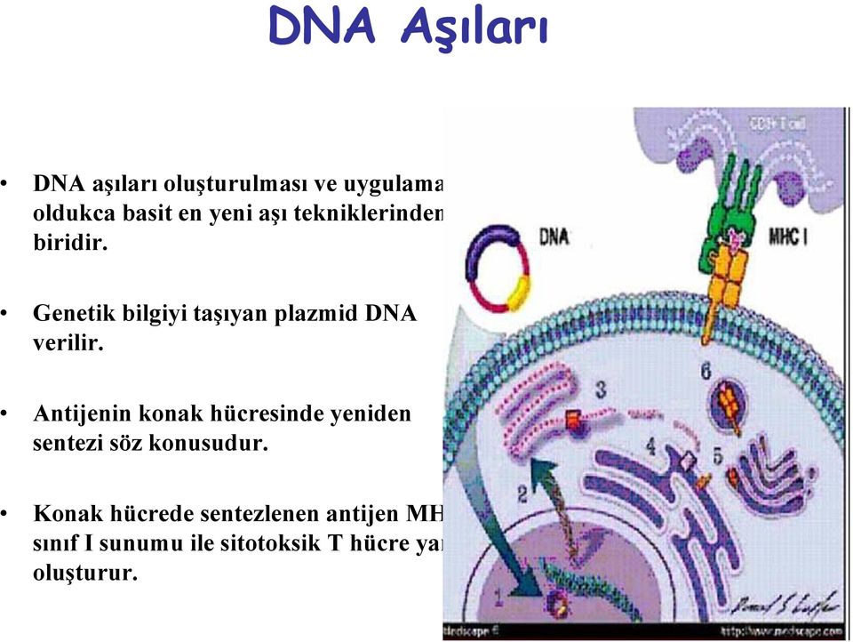 Genetik tikbilgiyi i itaşıyan plazmid iddna verilir.