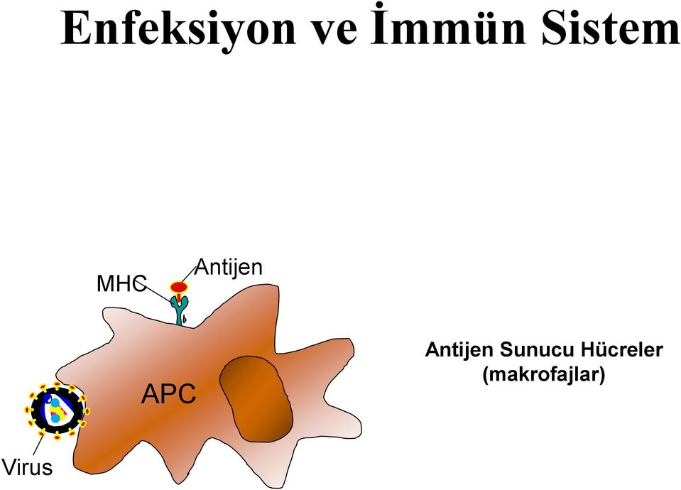 APC Antijen Sunucu