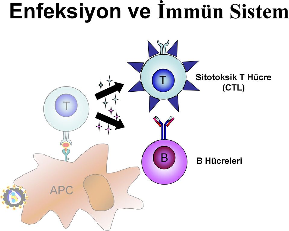 Sitotoksik T Hücre
