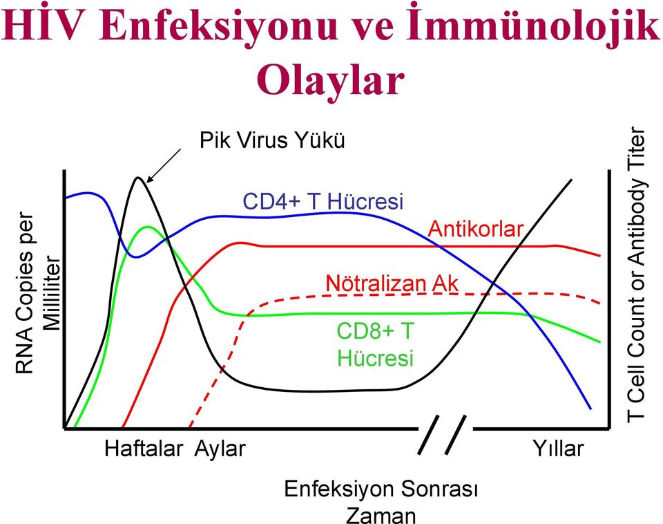 Virus Yükü CD4+ T Hücresi Antikorlar Nötralizan Ak