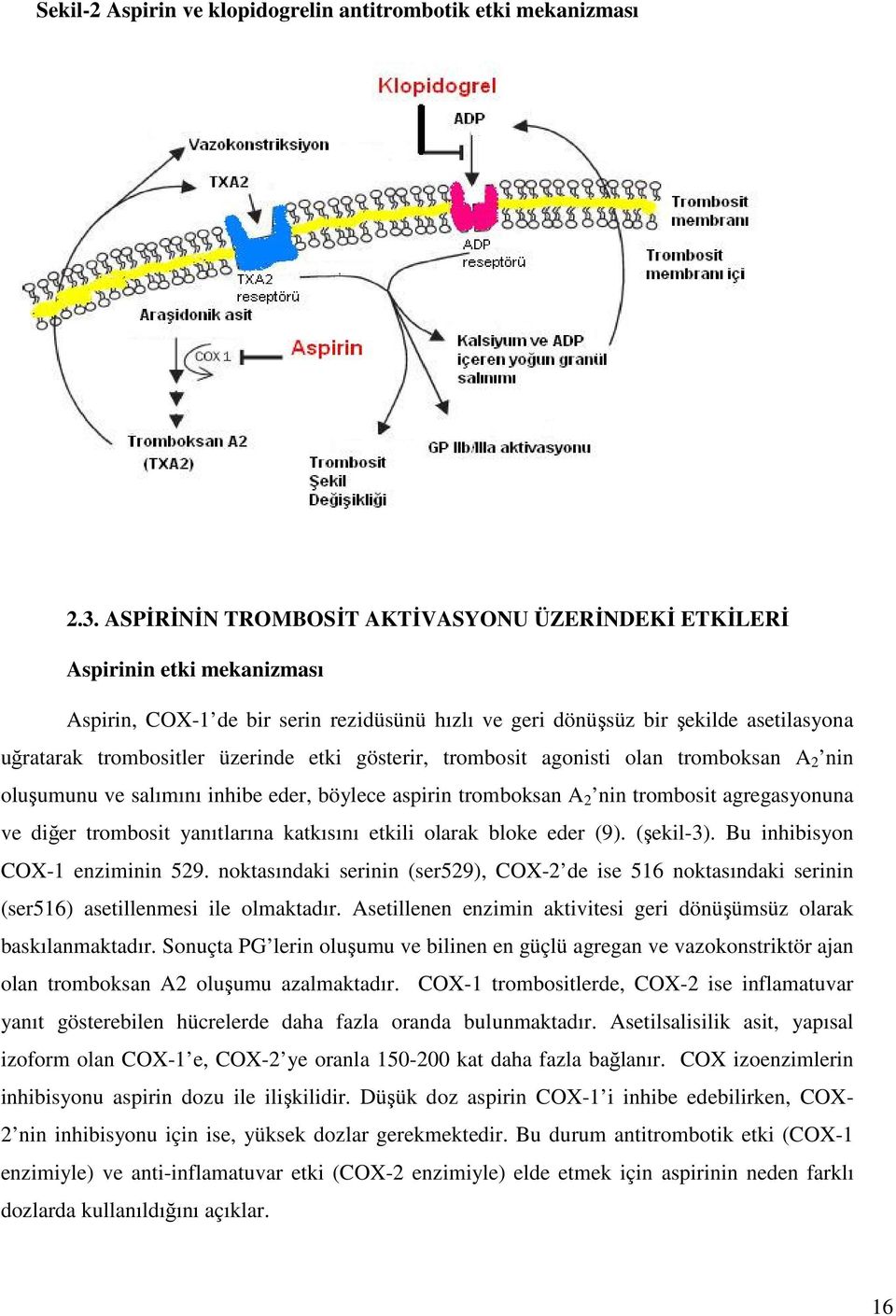 etki gösterir, trombosit agonisti olan tromboksan A 2 nin oluşumunu ve salımını inhibe eder, böylece aspirin tromboksan A 2 nin trombosit agregasyonuna ve diğer trombosit yanıtlarına katkısını etkili