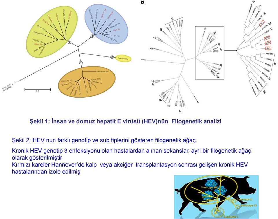 Kronik HEV genotip 3 enfeksiyonu olan hastalardan alınan sekanslar, ayrı bir filogenetik ağaç