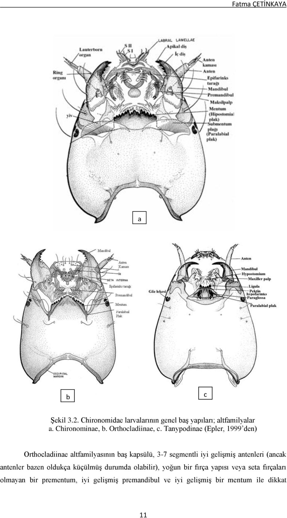 Tanypodinae (Epler, 1999 den) Orthocladiinae altfamilyasının baş kapsülü, 3-7 segmentli iyi gelişmiş