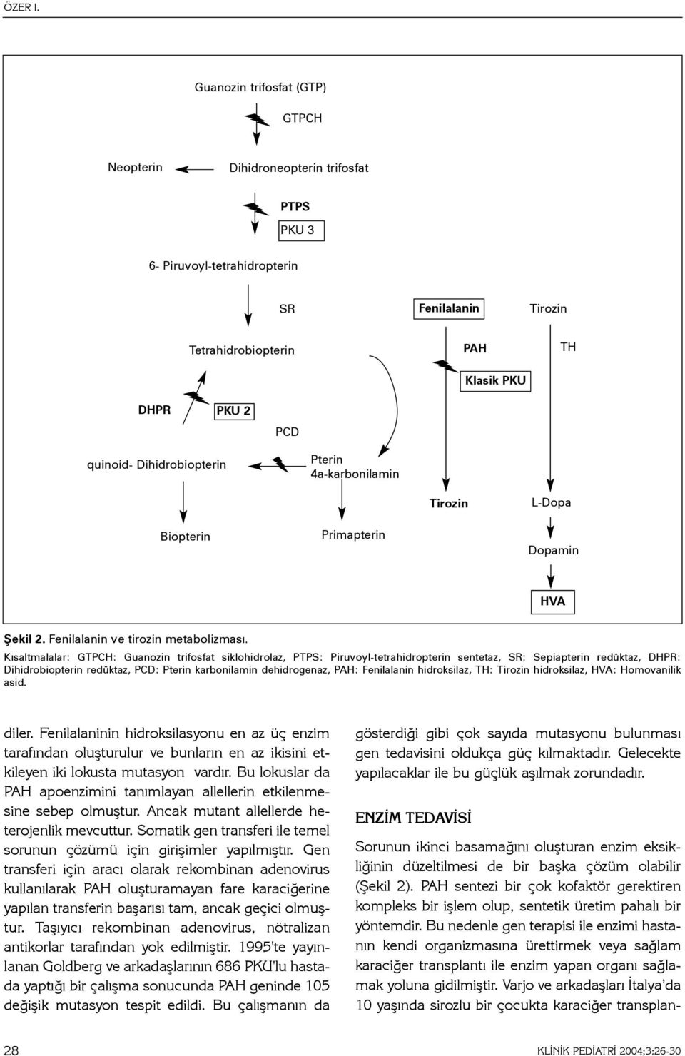 Dihidrobiopterin Pterin 4a-karbonilamin Tirozin L-Dopa Biopterin Primapterin Dopamin HVA Þekil 2. Fenilalanin ve tirozin metabolizmasý.