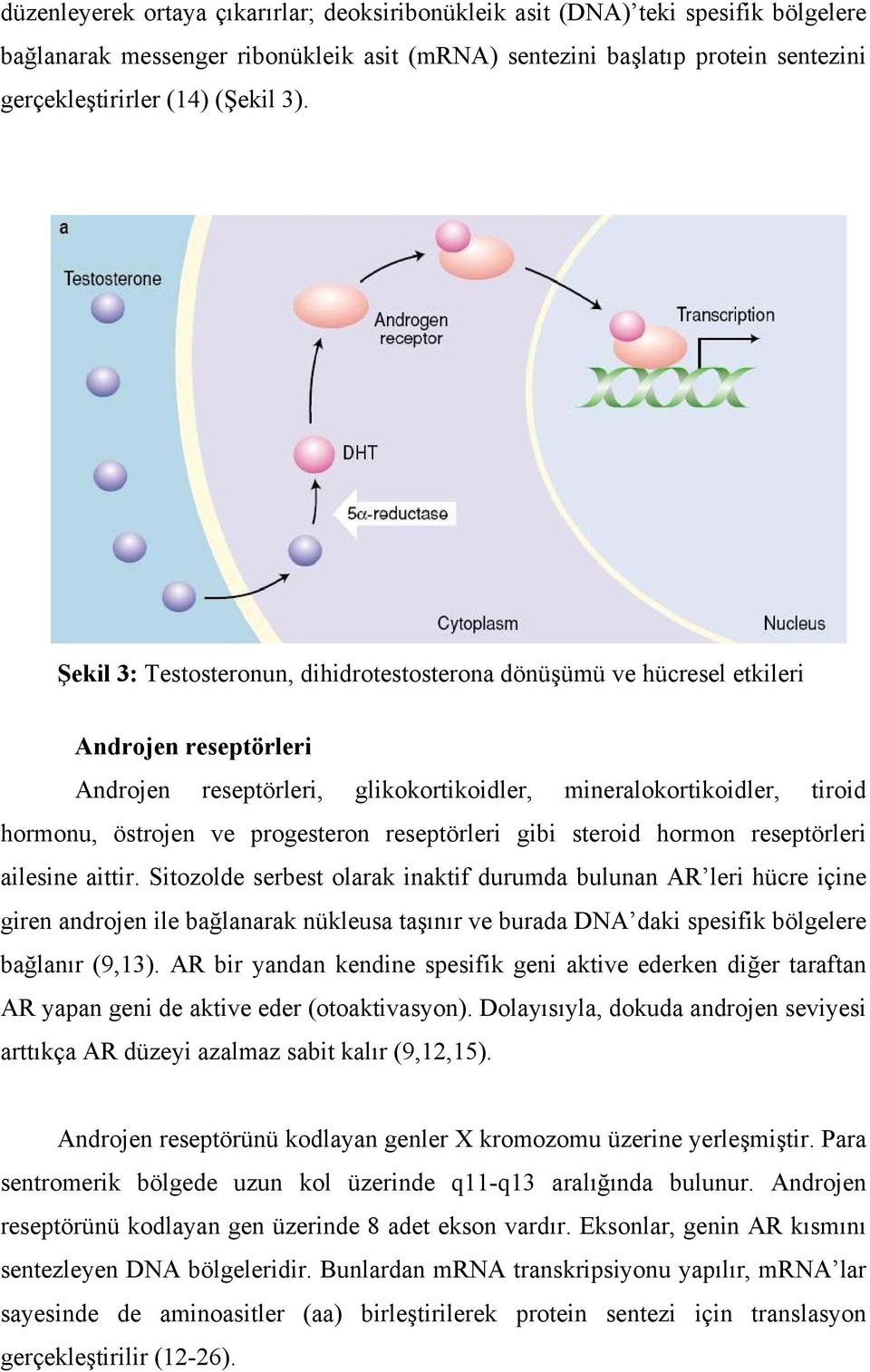 reseptörleri gibi steroid hormon reseptörleri ailesine aittir.