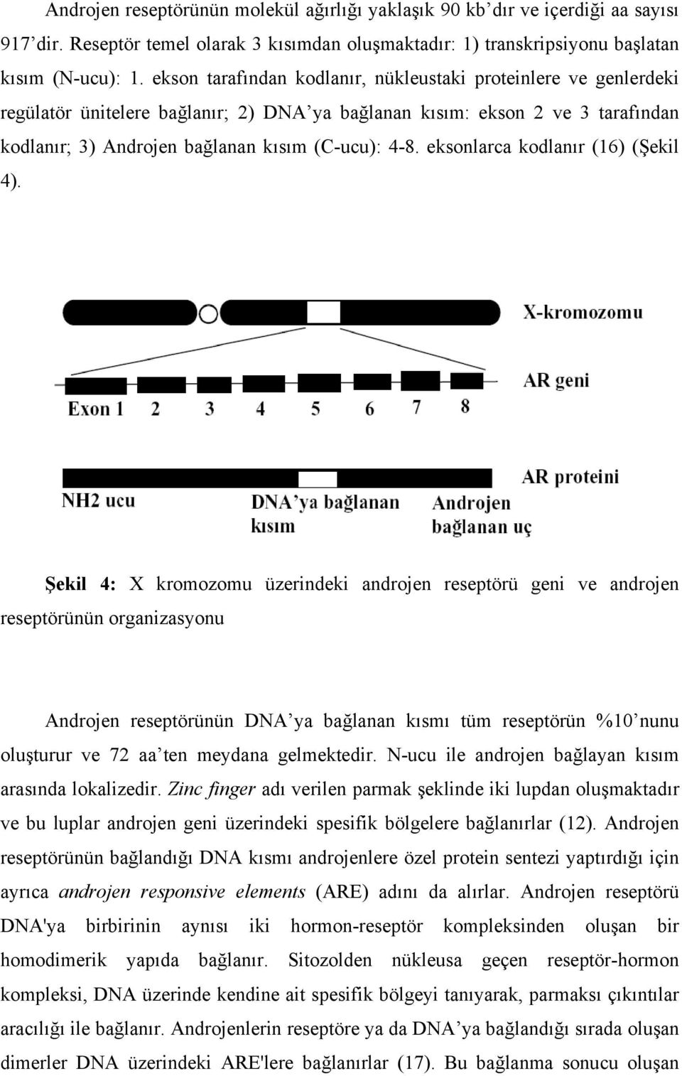 eksonlarca kodlanır (16) (Şekil 4).