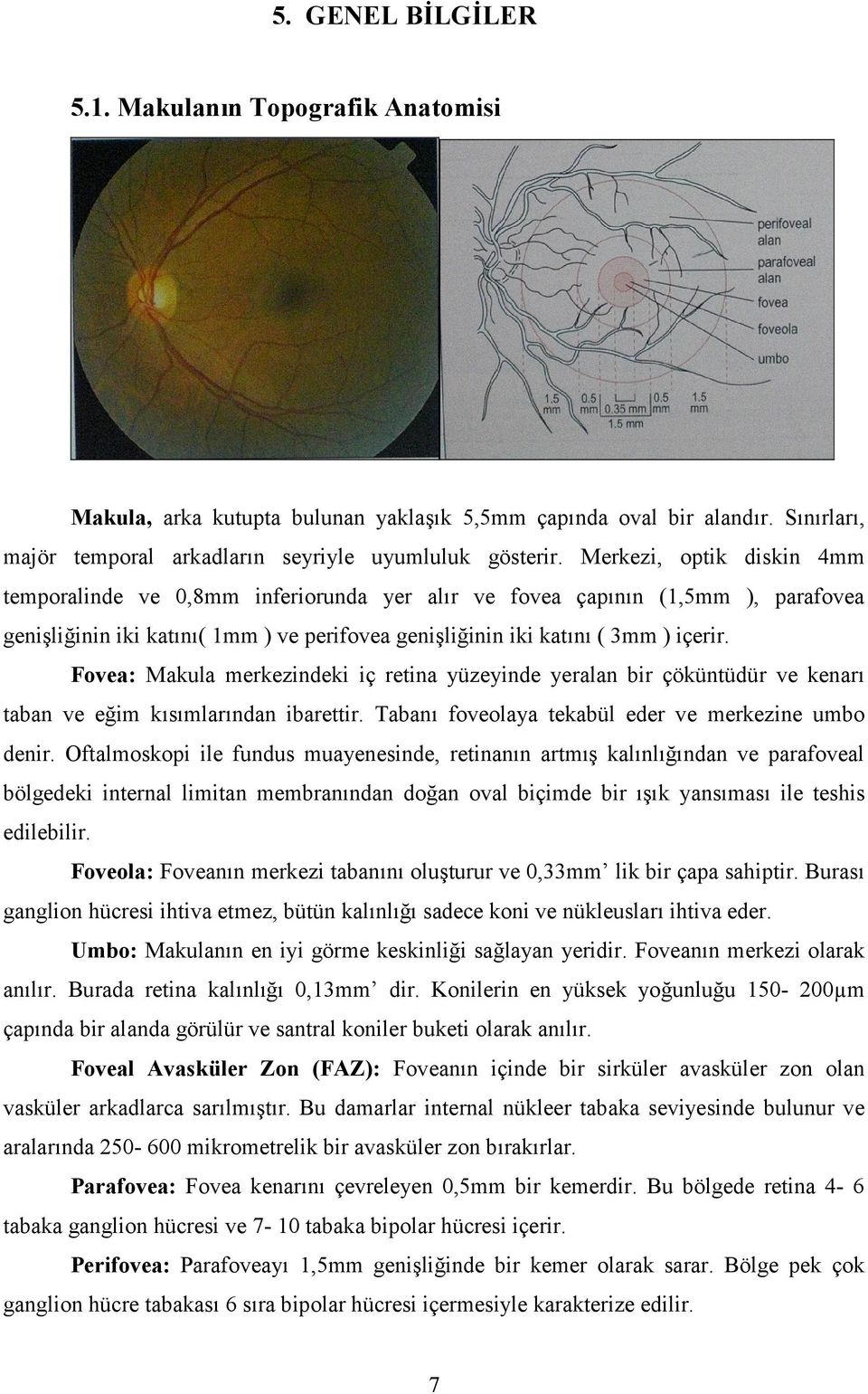 Fovea: Makula merkezindeki iç retina yüzeyinde yeralan bir çöküntüdür ve kenar! taban ve e4im k!s!mlar!ndan ibarettir. Taban! foveolaya tekabül eder ve merkezine umbo denir.