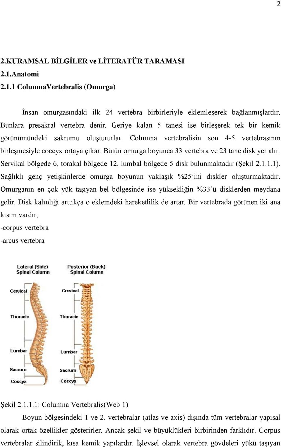 Bütün omurga boyunca 33 vertebra ve 23 tane disk yer alır. Servikal bölgede 6, torakal bölgede 12, lumbal bölgede 5 disk bulunmaktadır (Şekil 2.1.1.1).