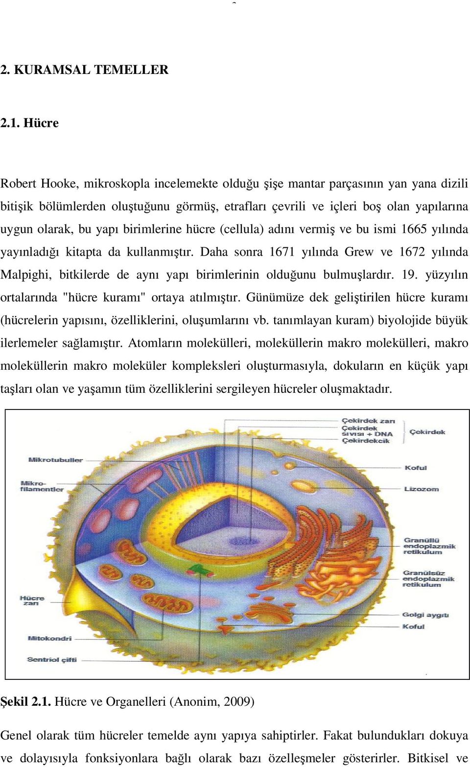 birimlerine hücre (cellula) adını vermiş ve bu ismi 1665 yılında yayınladığı kitapta da kullanmıştır.