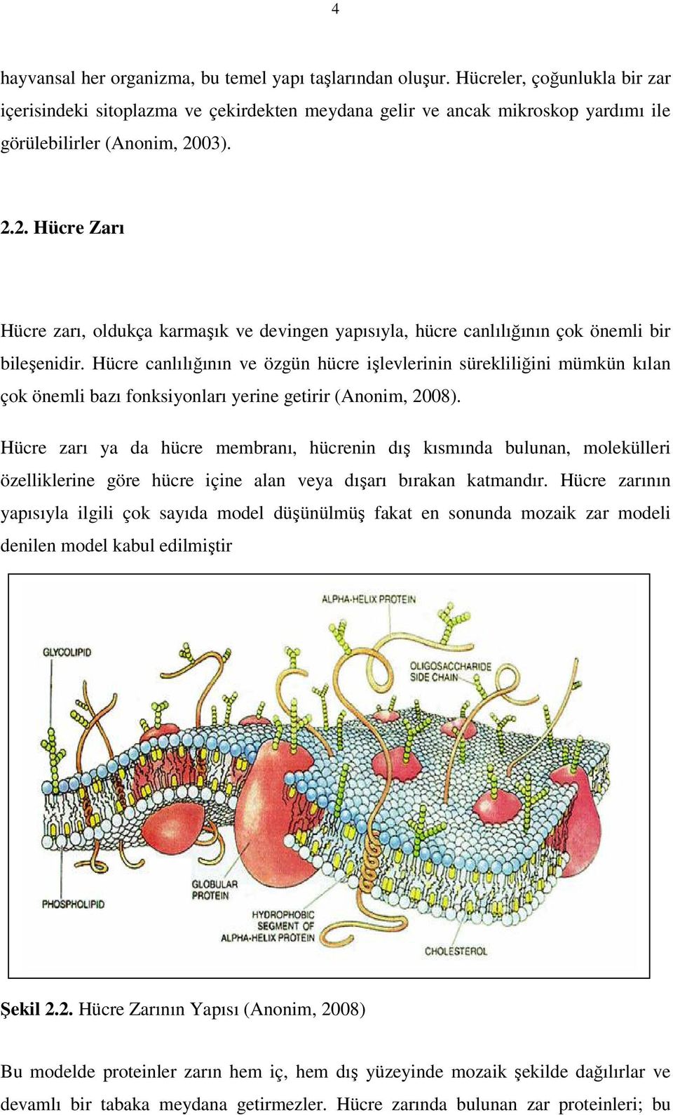 03). 2.2. Hücre Zarı Hücre zarı, oldukça karmaşık ve devingen yapısıyla, hücre canlılığının çok önemli bir bileşenidir.