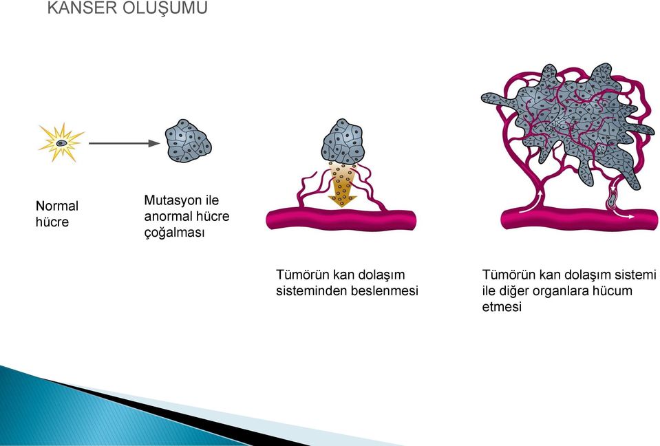 dolaşım sisteminden beslenmesi Tümörün