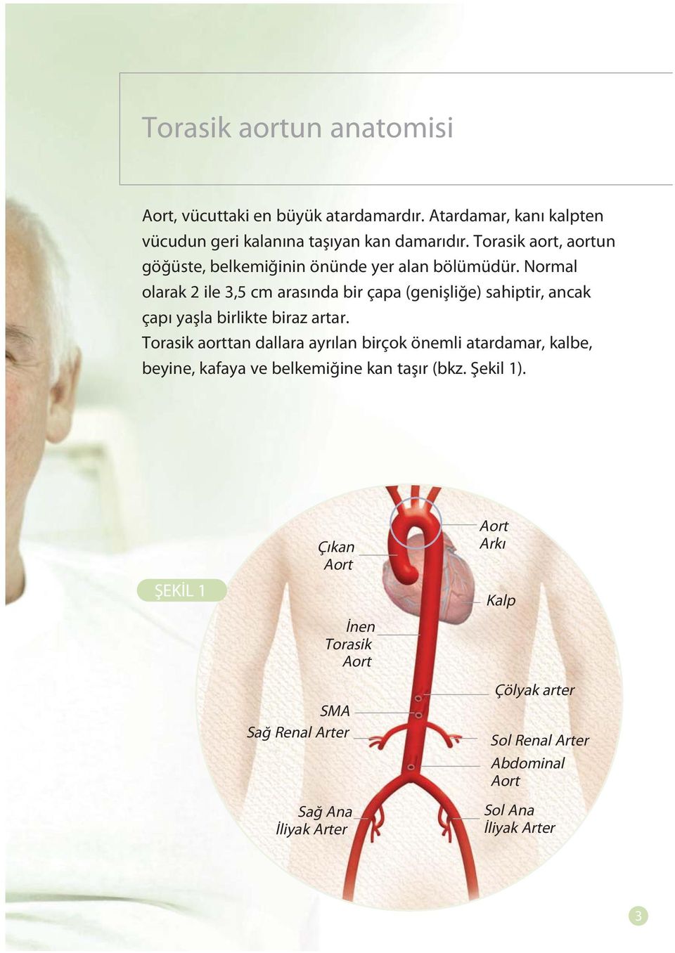 Normal olarak 2 ile 3,5 cm arasında bir çapa (genişliğe) sahiptir, ancak çapı yaşla birlikte biraz artar.