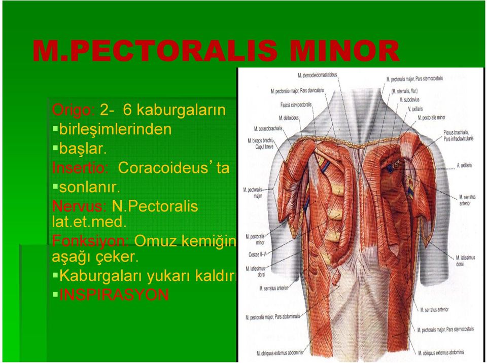 Insertio: Coracoideus ta sonlanır. Nervus: N.