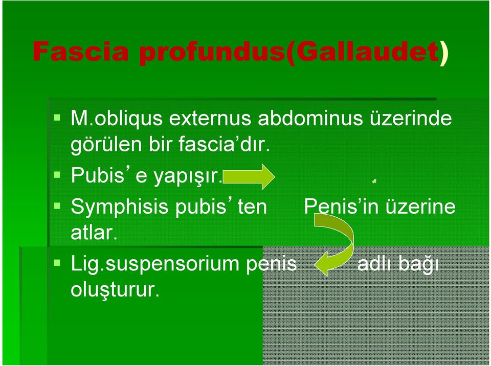 fascia dır. Pubis e yapışır.