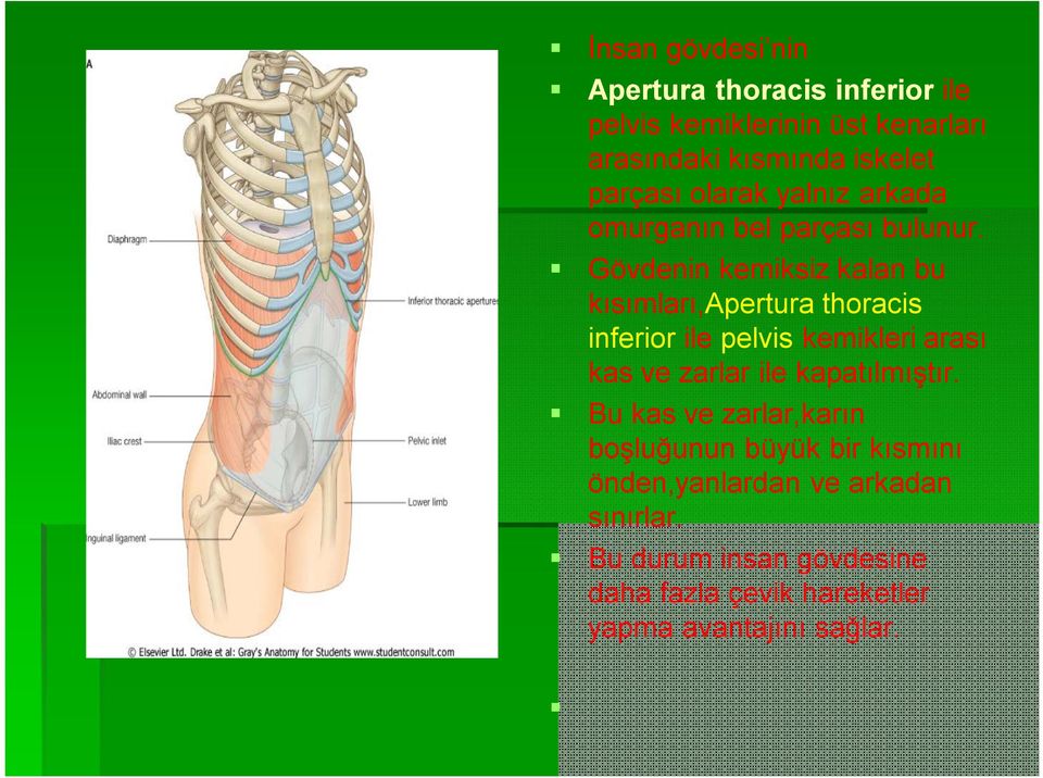 Gövdenin kemiksiz kalan bu kısımları,apertura thoracis inferior ile pelvis kemikleri arası kas ve zarlar ile