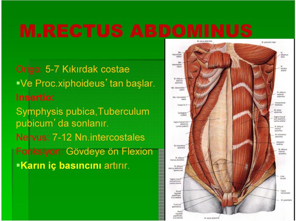 Insertio: Symphysis pubica,tuberculum pubicum da