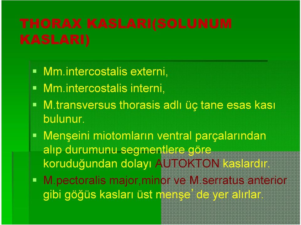 Menşeini miotomların ventral parçalarından alıp durumunu segmentlere göre koruduğundan