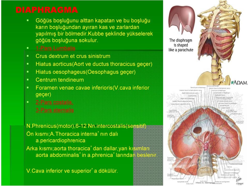 1-Pars Lumbalis Crus dextrum et crus sinistrum Hiatus aorticus(aort ve ductus thoracicus geçer) Hiatus oesophageus(oesophagus geçer) Centrum tendineum Foramen venae