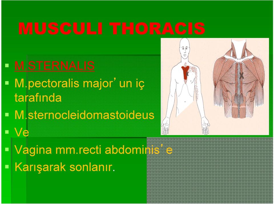 sternocleidomastoideus Ve Vagina