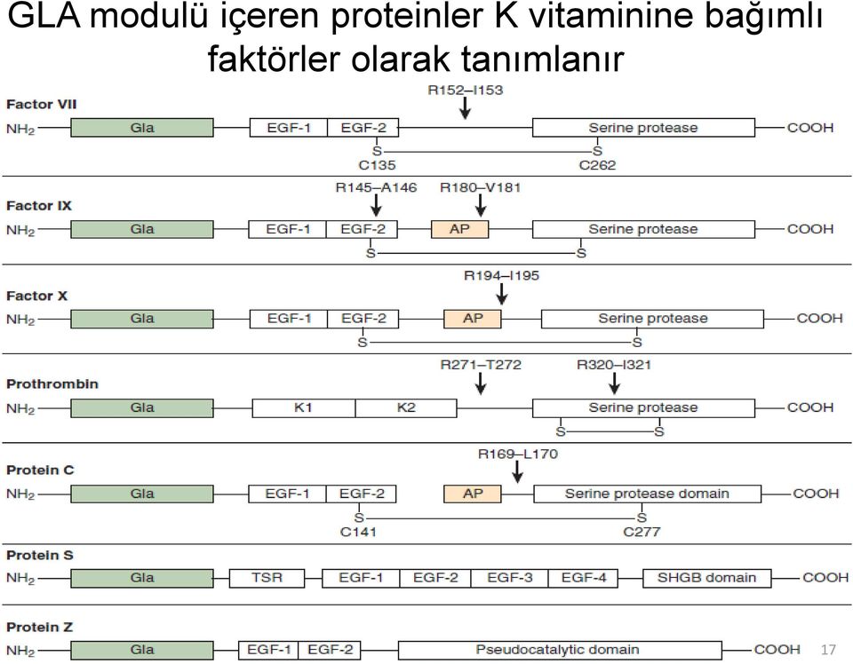 vitaminine bağımlı