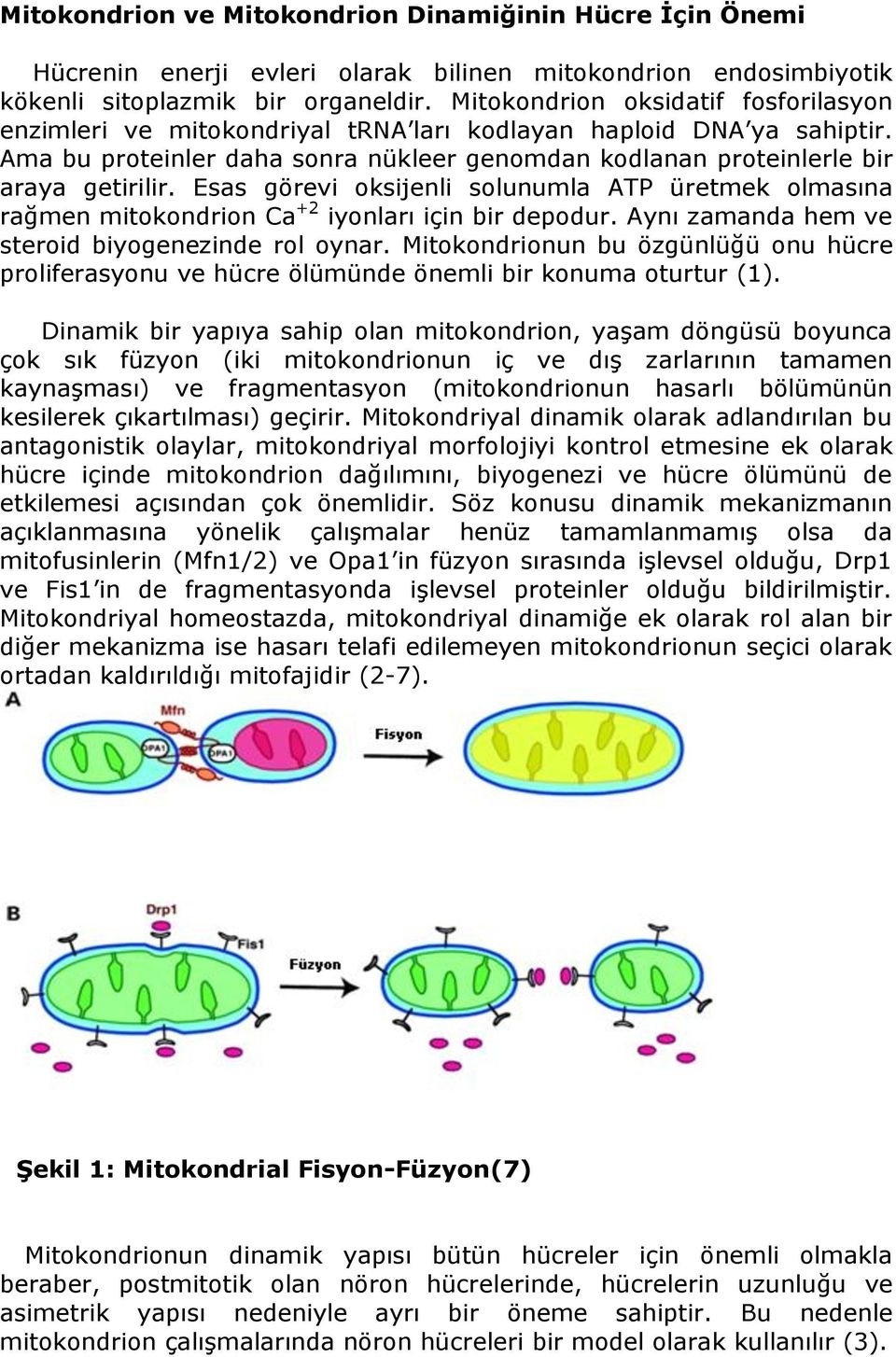 Esas görevi oksijenli solunumla ATP üretmek olmasına rağmen mitokondrion Ca +2 iyonları için bir depodur. Aynı zamanda hem ve steroid biyogenezinde rol oynar.