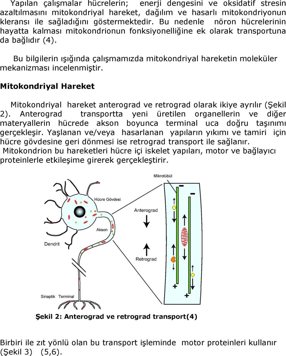 Bu bilgilerin ışığında çalışmamızda mitokondriyal hareketin moleküler mekanizması incelenmiştir. Mitokondriyal Hareket Mitokondriyal hareket anterograd ve retrograd olarak ikiye ayrılır (Şekil 2).