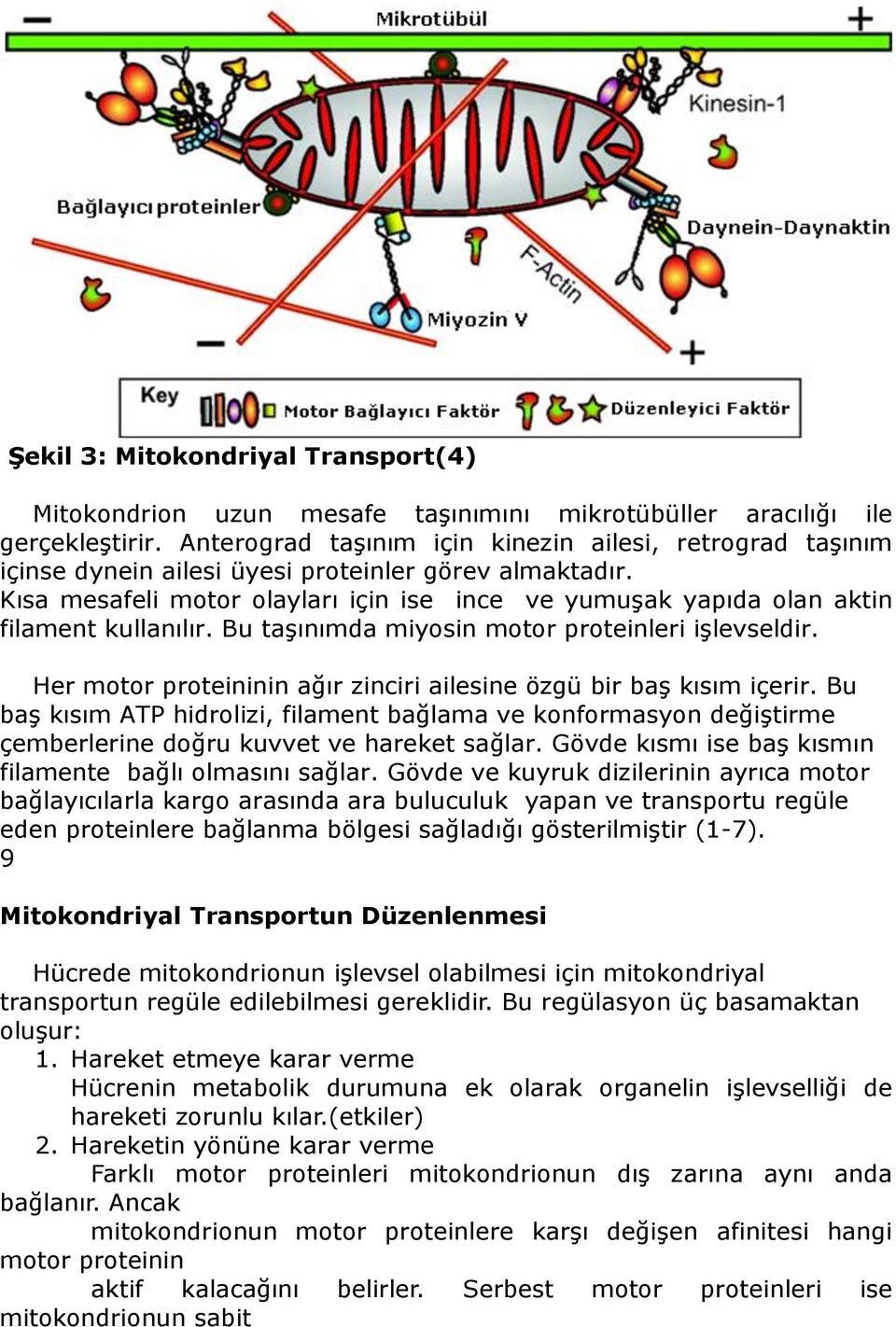 Kısa mesafeli motor olayları için ise ince ve yumuşak yapıda olan aktin filament kullanılır. Bu taşınımda miyosin motor proteinleri işlevseldir.