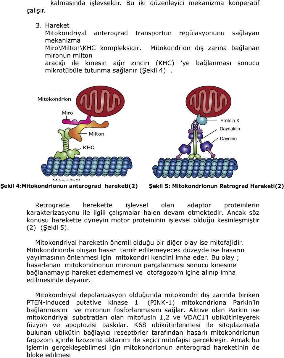 Şekil 4:Mitokondrionun anterograd hareketi(2) Şekil 5: Mitokondrionun Retrograd Hareketi(2) Retrograde herekette işlevsel olan adaptör proteinlerin karakterizasyonu ile ilgili çalışmalar halen devam