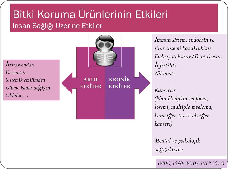 bozuklukları Embriyotoksisite/Fetotoksisite İnfertilite Nöropati Kanserler (Non Hodgkin lenfoma, lösemi,