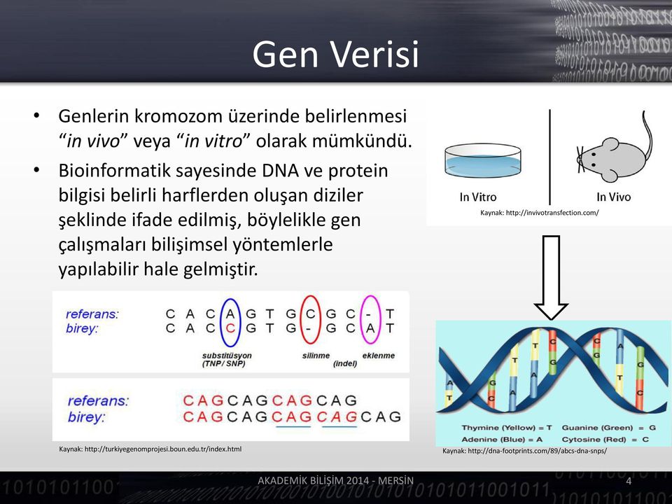 böylelikle gen çalış ala ı ilişi sel yö te le le yapıla ili hale gel işti.