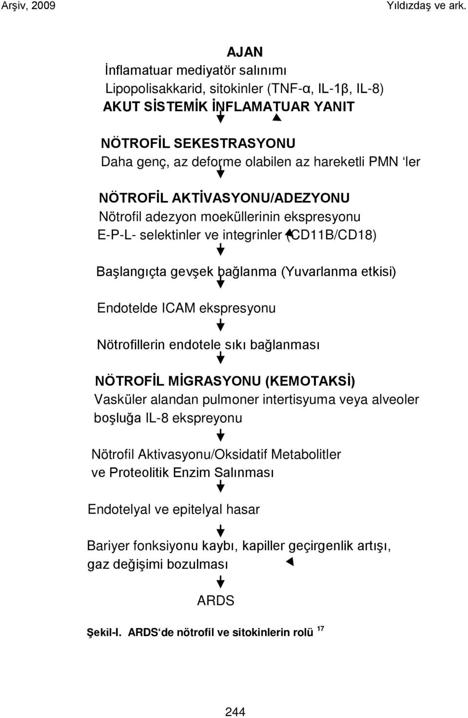 Nötrofillerin endotele sıkı bağlanması NÖTROFİL MİGRASYONU (KEMOTAKSİ) Vasküler alandan pulmoner intertisyuma veya alveoler boşluğa IL-8 ekspreyonu Nötrofil Aktivasyonu/Oksidatif Metabolitler ve