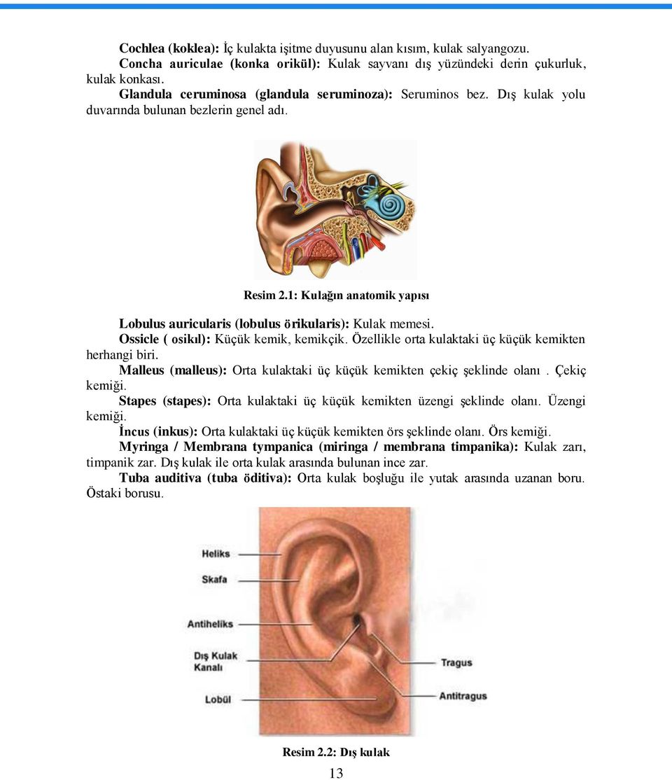 1: Kulağın anatomik yapısı Lobulus auricularis (lobulus örikularis): Kulak memesi. Ossicle ( osikıl): Küçük kemik, kemikçik. Özellikle orta kulaktaki üç küçük kemikten herhangi biri.