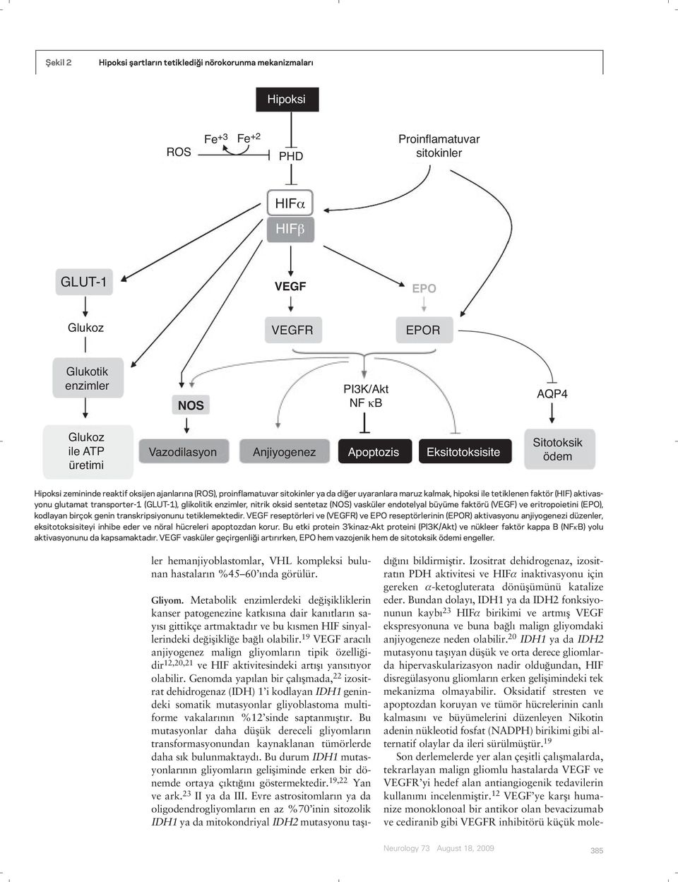 kalmak, hipoksi ile tetiklenen faktör (HIF) aktivasyonu glutamat transporter-1 (GLUT-1), glikolitik enzimler, nitrik oksid sentetaz (NOS) vasküler endotelyal büyüme faktörü (VEGF) ve eritropoietini