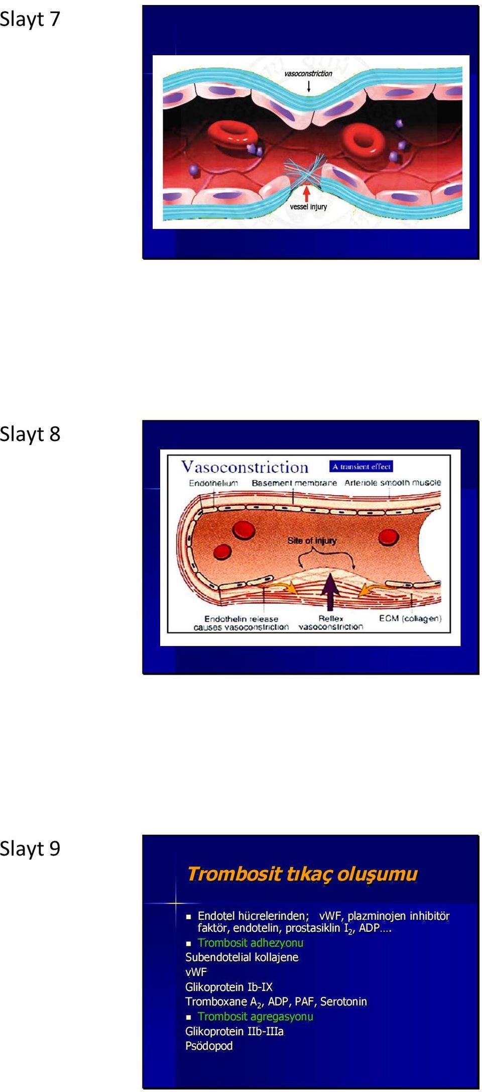 Trombosit adhezyonu Subendotelial kollajene vwf Glikoprotein Ib-IX