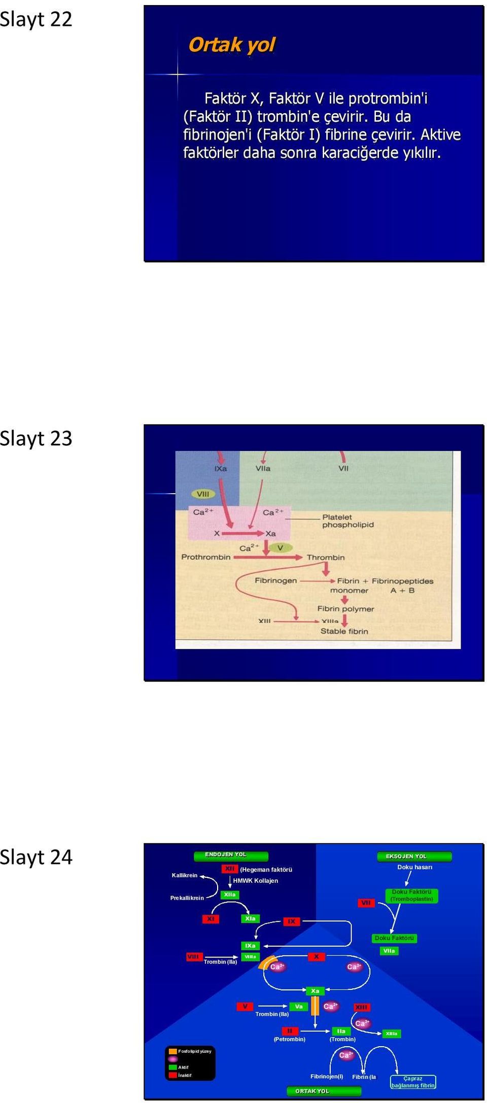 Slayt 23 Slayt 24 ENDOJEN YOL XII (Hegeman faktörü) Kallikrein HMWK Kollajen EKSOJEN YOL Doku hasarı Prekallikrein XIIa VII Doku Faktörü