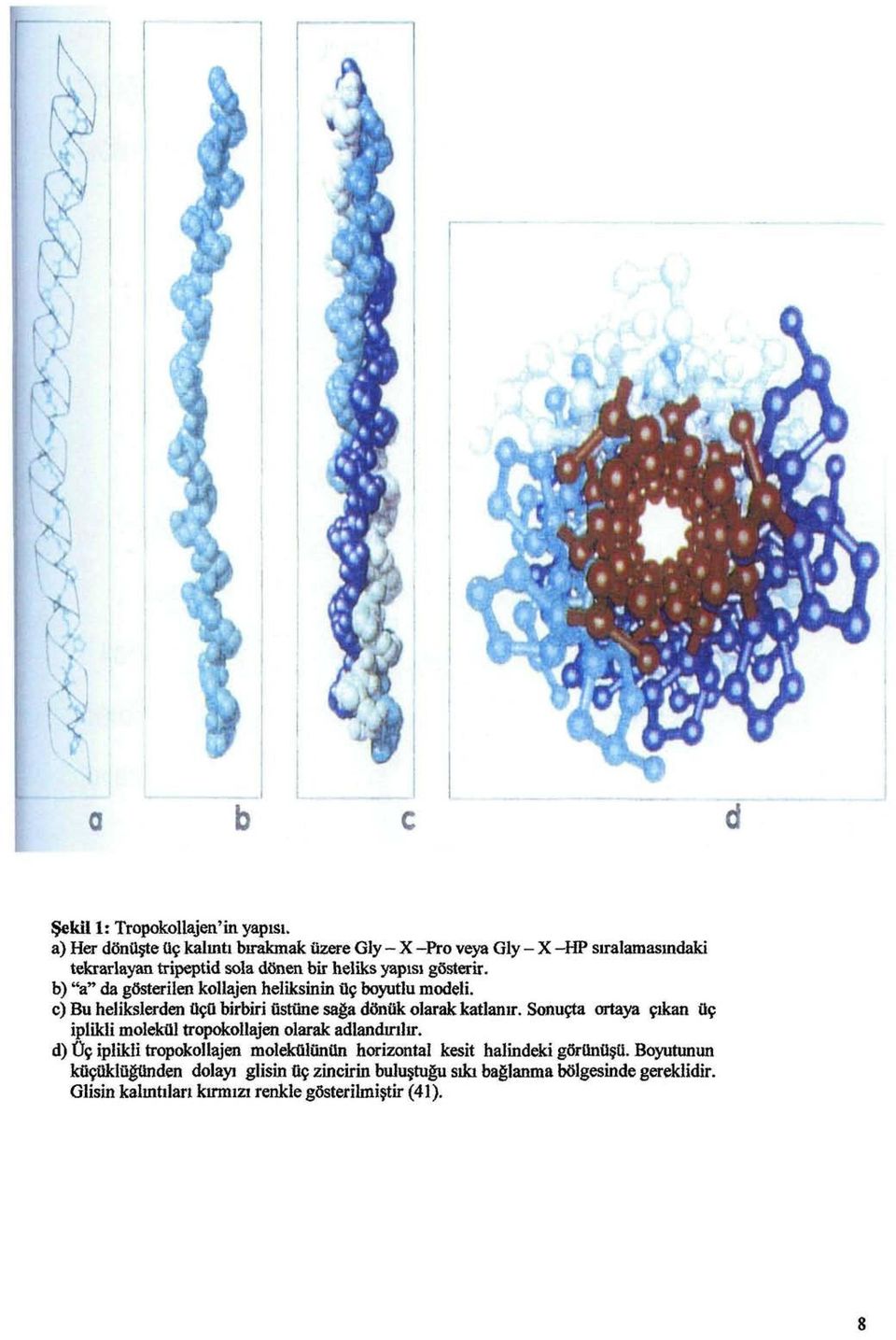 b) "a" da gösterilen kllajen heliksinin üç byutlu mdeli. c) Bu helikslerden üçü birbiri üstüne sağa dönük larak katlanır.
