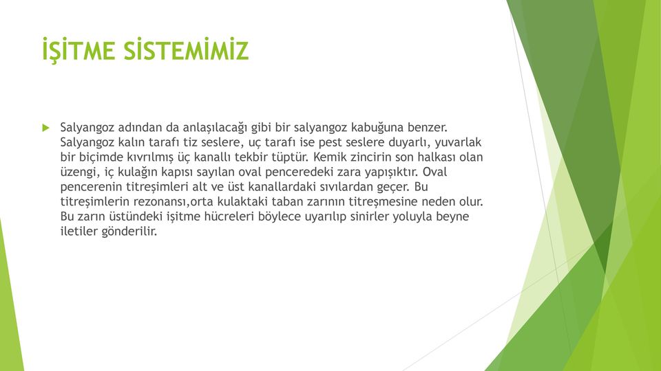 Kemik zincirin son halkası olan üzengi, iç kulağın kapısı sayılan oval penceredeki zara yapışıktır.