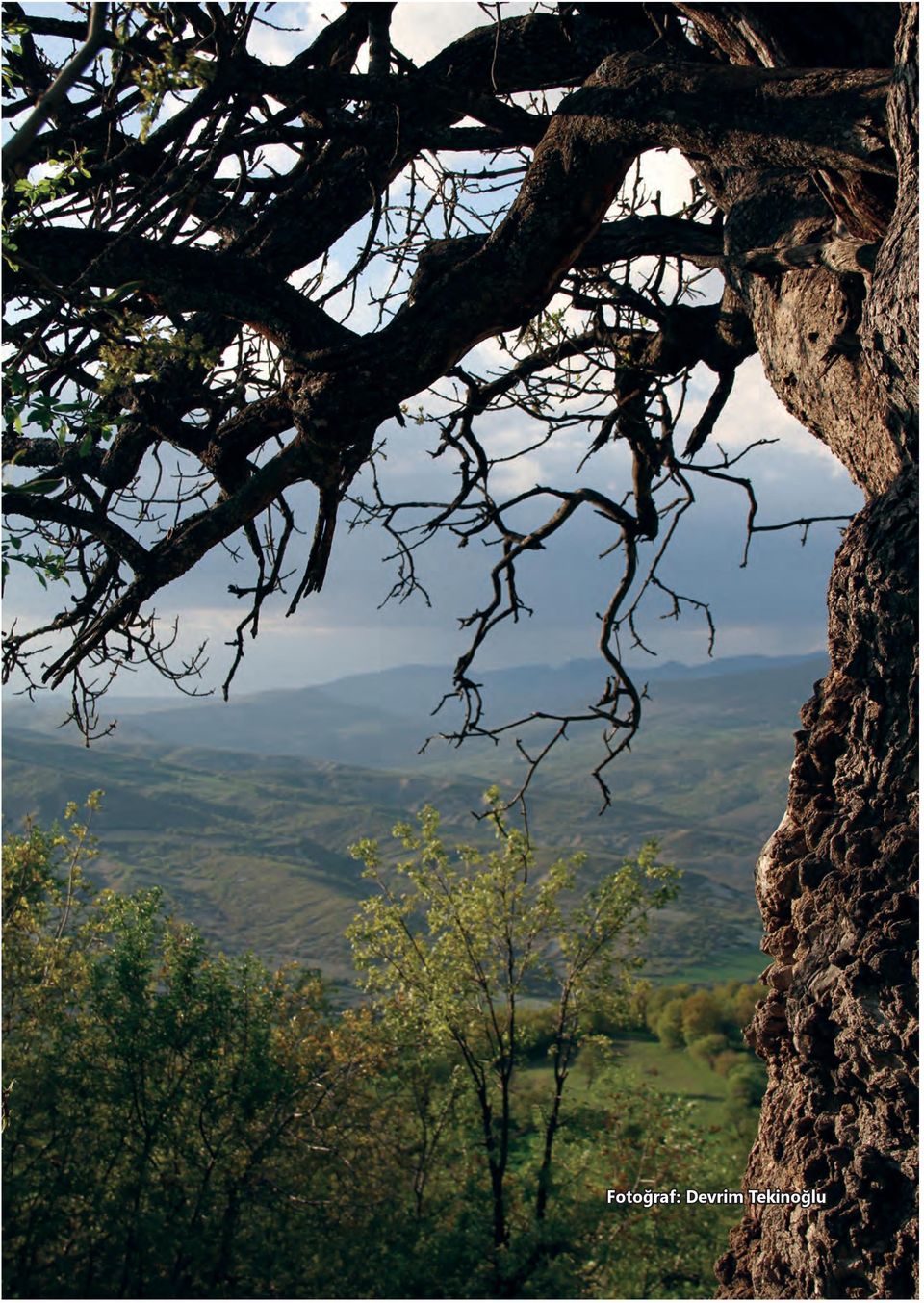 Kalkınmada Yerel