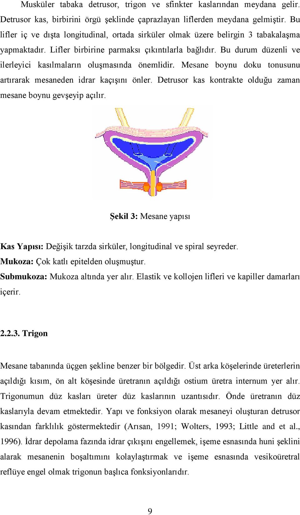 Bu durum düzenli ve ilerleyici kasılmaların oluģmasında önemlidir. Mesane boynu doku tonusunu artırarak mesaneden idrar kaçıģını önler.