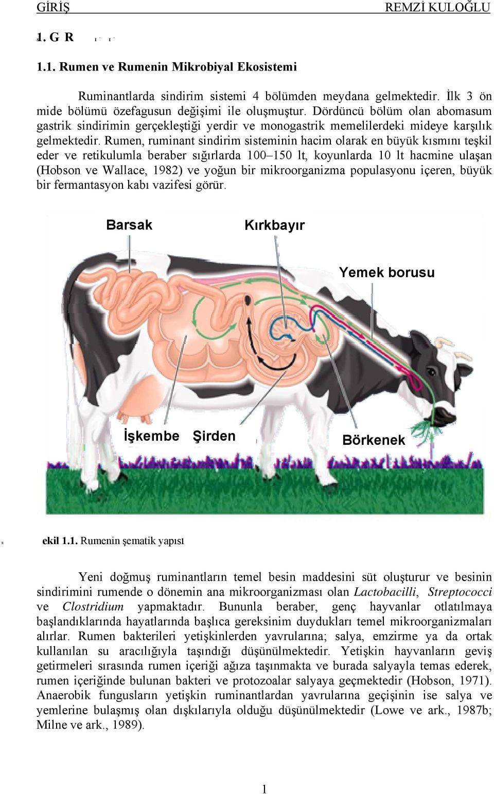 Rumen, ruminant sindirim sisteminin hacim olarak en büyük kısmını teşkil eder ve retikulumla beraber sığırlarda 100 150 lt, koyunlarda 10 lt hacmine ulaşan (Hobson ve Wallace, 1982) ve yoğun bir